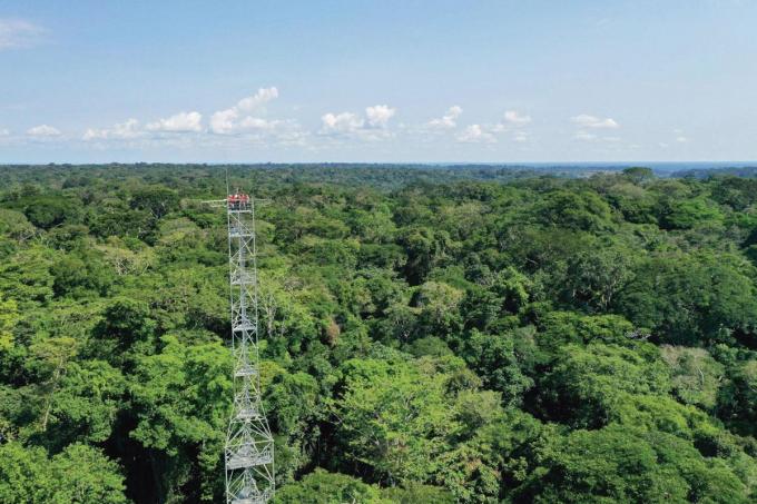 Haute de 55 mètres, la «tour à flux» de Yangambi (nord de la RDC) mesure le carbone absorbé ou émis par la forêt.