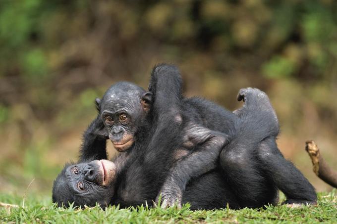 Le viol est absent chez les bonobos parce que les femelles y sont dominantes. C’est aussi simple que cela...