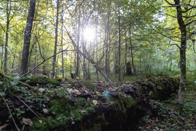 «Sous les frondaisons de la forêt de Bialowieza, on développe spontanément un style d’attention qui est aimanté par les arbres», affirme Baptiste Morizot.