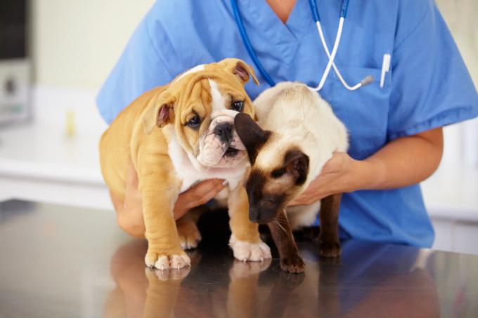 Chien, chat : êtes-vous prêt à payer 1.000 euros de vétérinaire ?