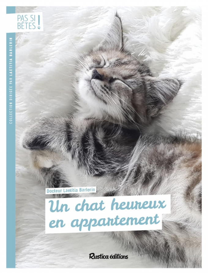 Un chat heureux en appartement