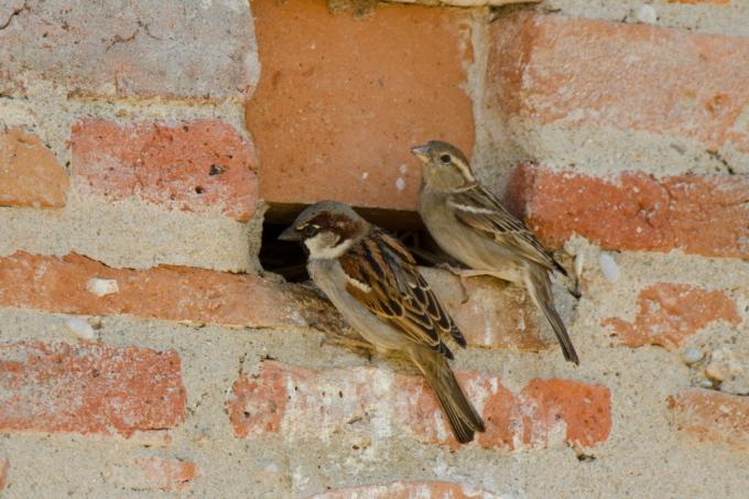 ‘Vlaanderen moet werk maken van een natuurherstelplan dat die naam waard is’
