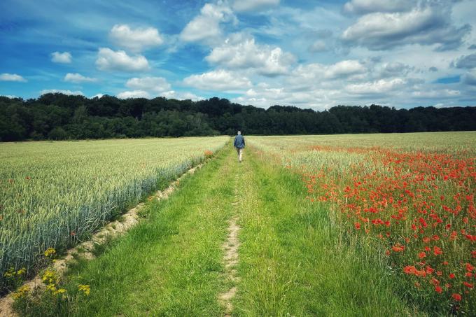 nature-fleurs-belgique