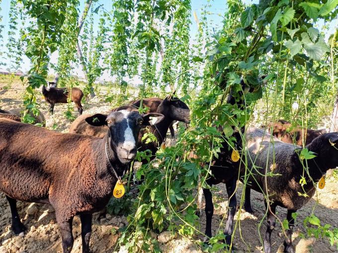 In hopboerderij ‘t Hoppecruyt in Proven spot je sinds kort zwartbles schapen op het hoppeveld. De dieren verwijderen het onkruid en hopblad van de hopranken.