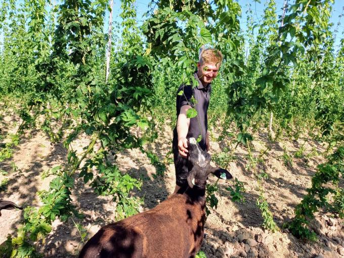 In hopboerderij ‘t Hoppecruyt in Proven spot je sinds kort zwartbles schapen op het hoppeveld. De dieren verwijderen het onkruid en hopblad van de hopranken.