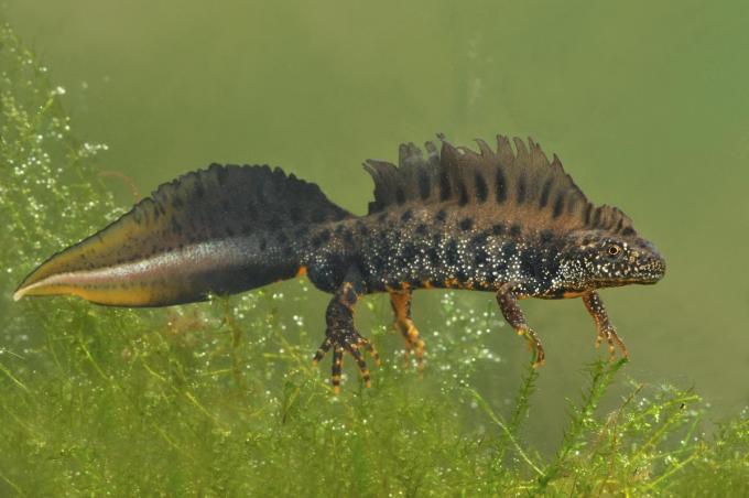 De kamsalamander stelt veel eisen aan zijn biotoop.