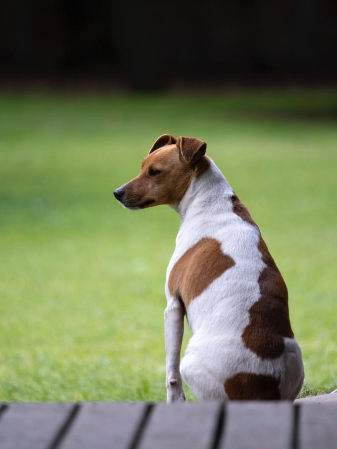 GEMEAUX (23 mai – 22 juin) : le jack russel