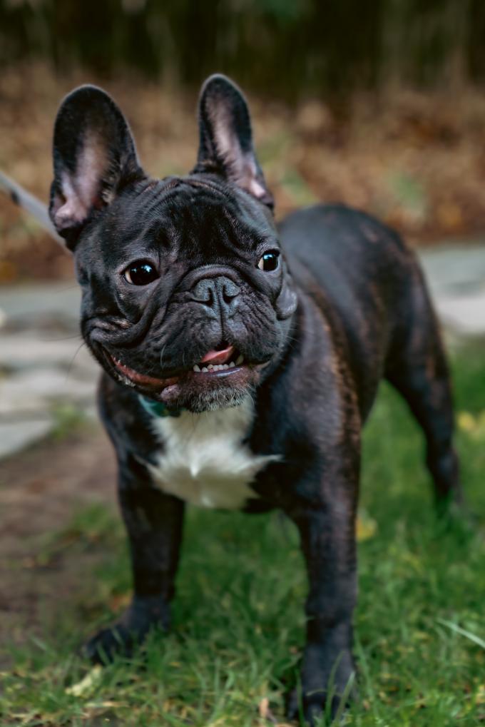 VERSEAU (23 janvier – 22 février) : le bouledogue français