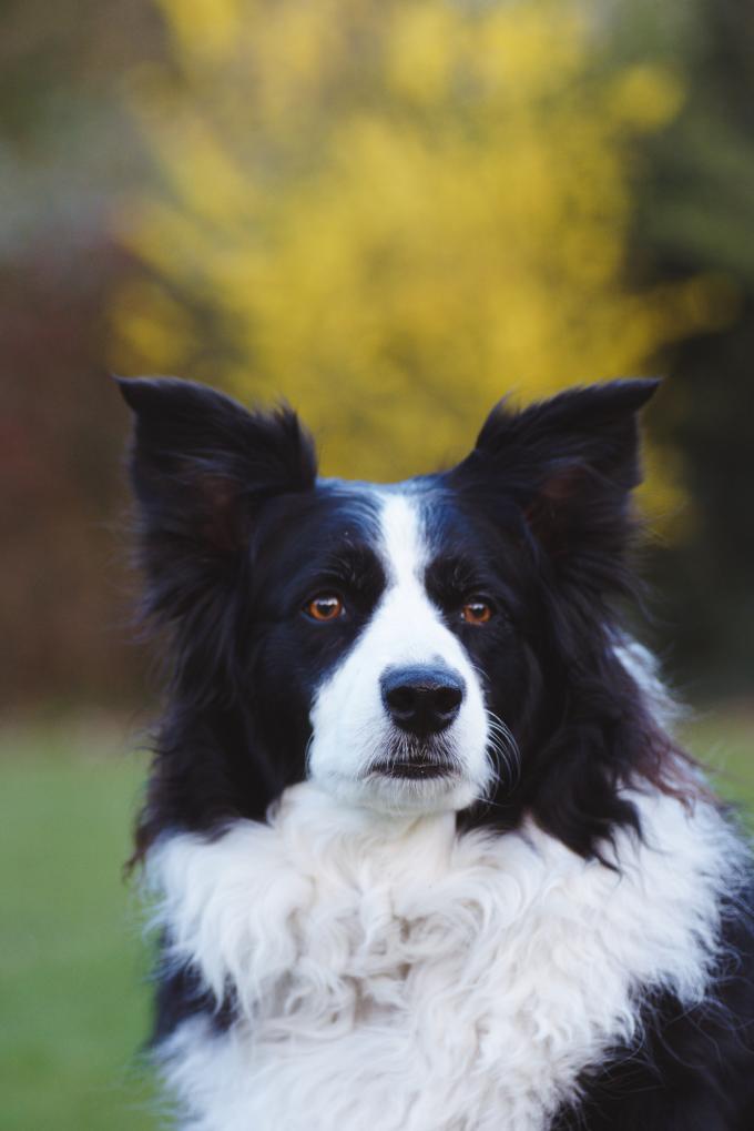 VIERGE (24 août – 23 septembre): le border collie