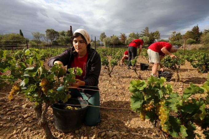 vendanges france 2023