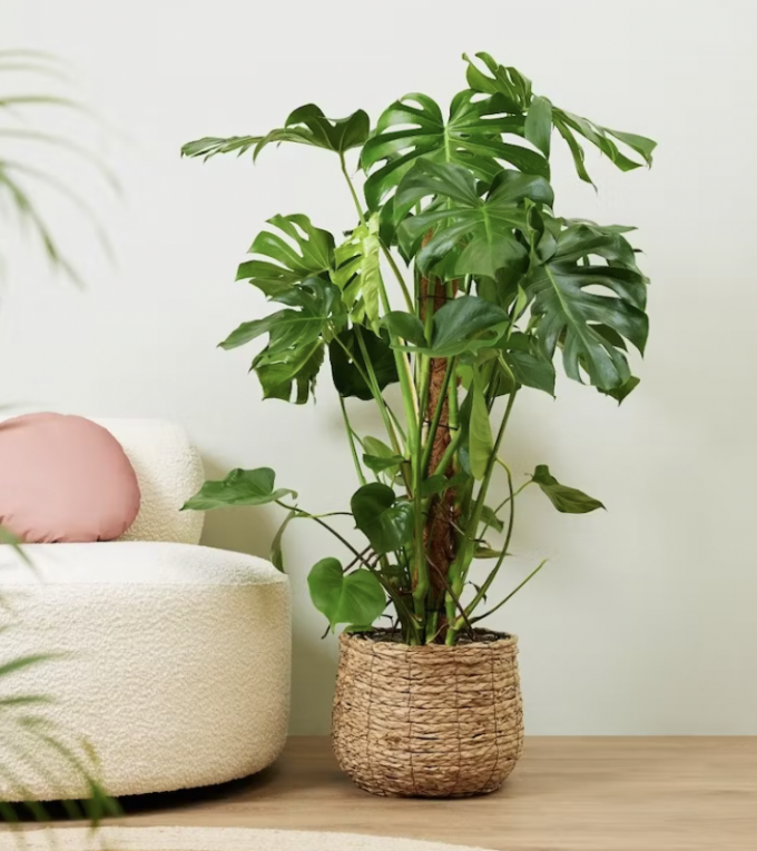 Monstera Deliciosa