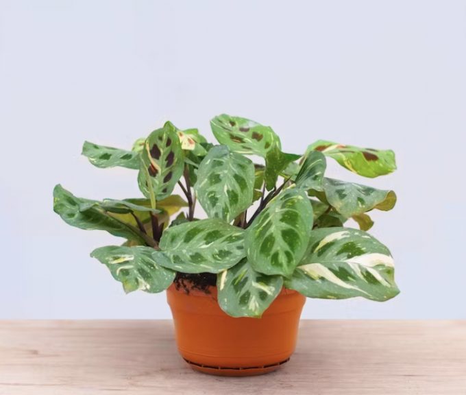 Kerchoveana Variegated - Maranta