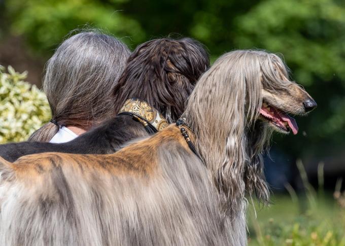 Pets Who Look Most Like Their Owner’s Category