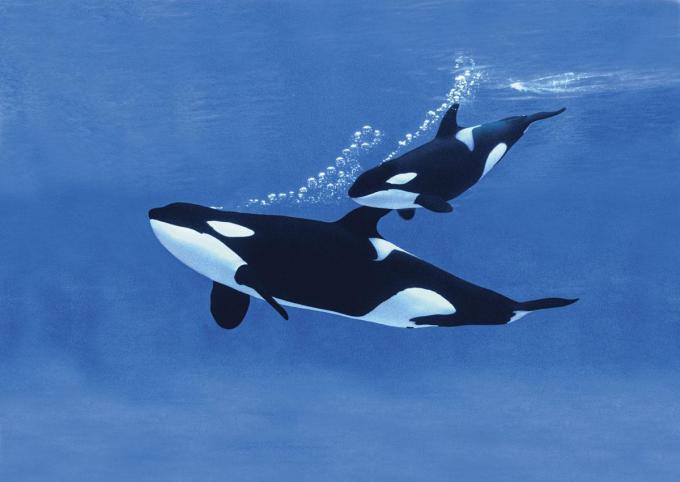 Twee Amerikaanse steden erkennen dat de orka’s voor hun kust juridische rechten hebben.