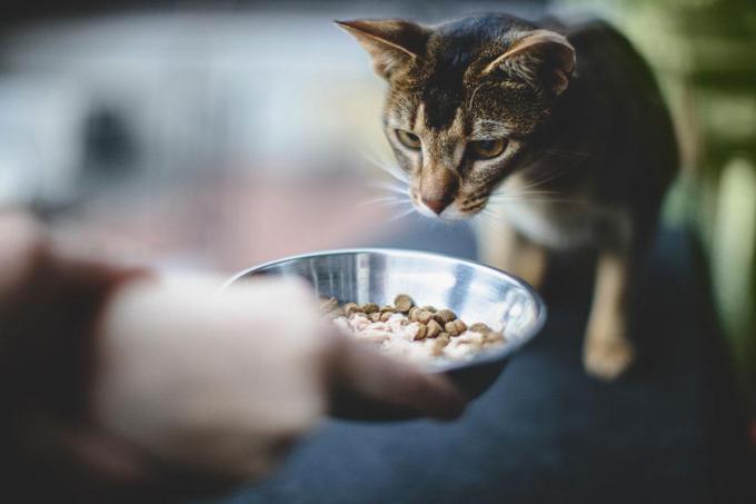 Sommige katten willen geen korrels maar alleen nog rauw vlees eten als ze ziek worden.