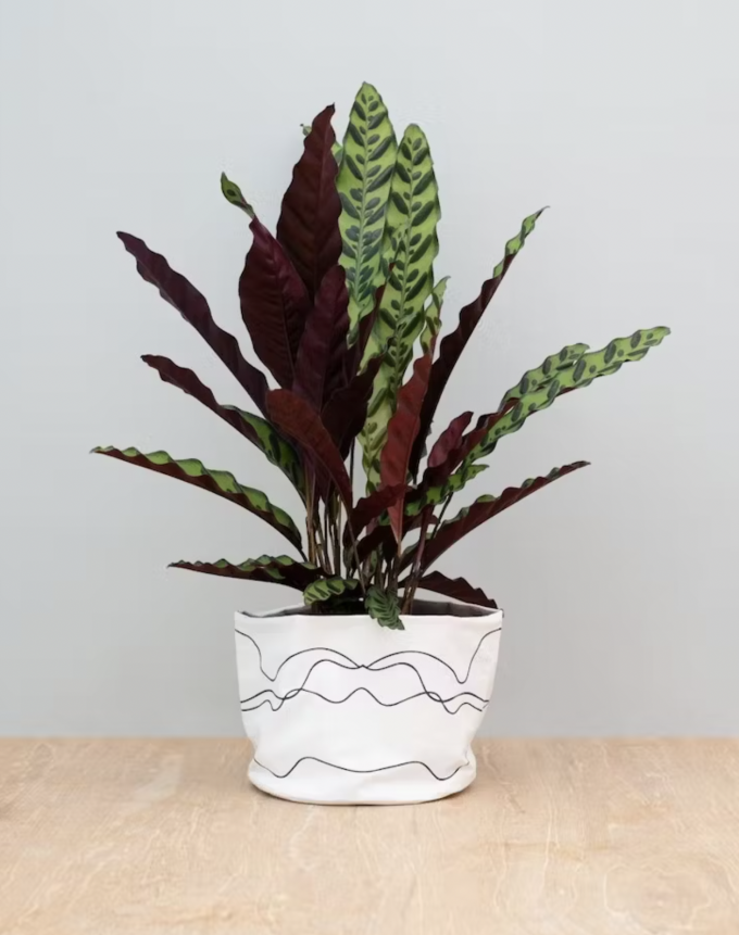 Insigne - Calathea