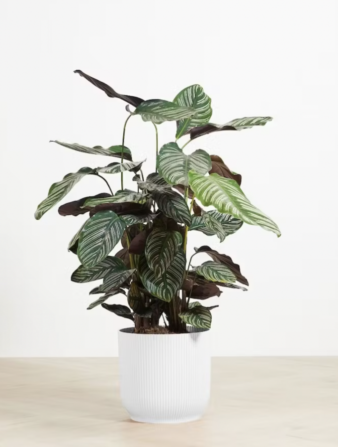 Ornata - Calathea 