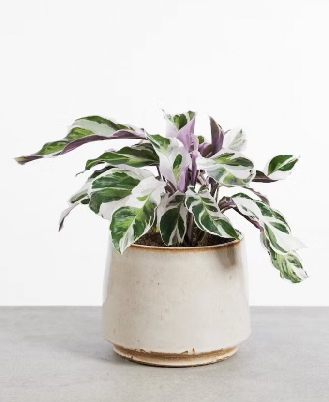 White Fusion - Calathea