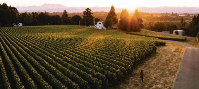 La Napa Valley est réputée pour ses vins élégants et frais.