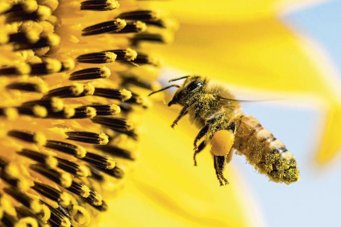 «Pourquoi une abeille qui a récolté du nectar ne ressentirait-elle pas du bonheur et de la satisfaction?»