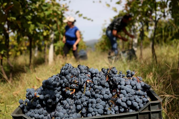 Grappe de la variété Kallmet, village de Bukmire, 90 km au nord de la capitale Tirana