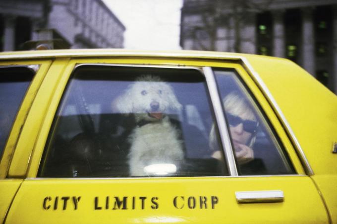 Teri with her dog in a taxi, New York, 1987.