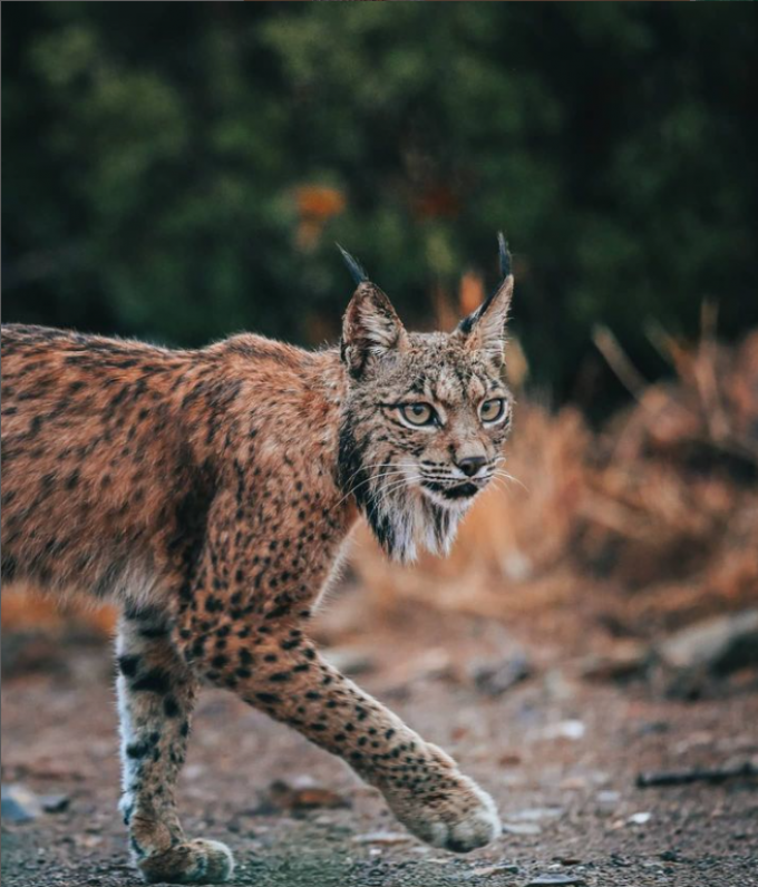 De bewuste foto van de Iberische lynx