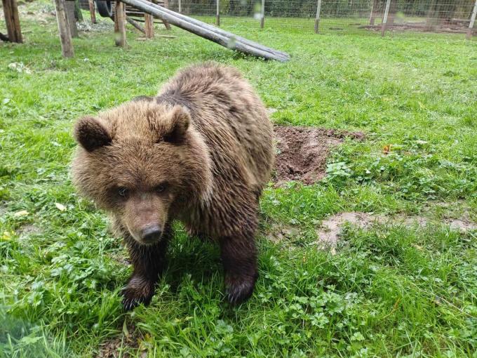 Berenwelpjes Malenky en Nanuq ontmoeten hun berenfamilie in De Zonnegloed