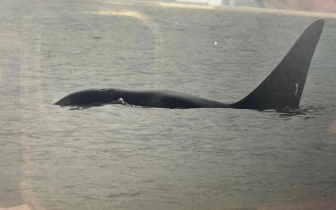 De orka zwom al sinds zondagmorgen voor onze kust.