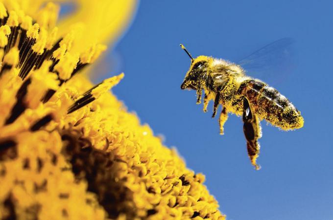 In Berlijn zijn al meer dan honderd soorten wilde bijtjes gevonden.