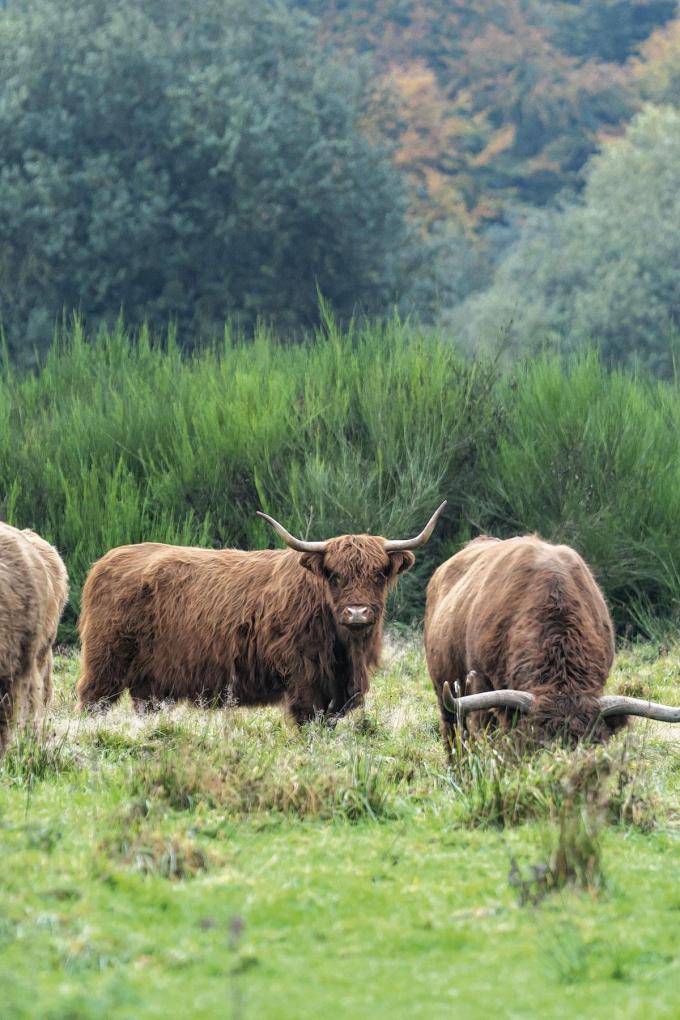 Des vaches des Highlands paissent aux abords d'Hoeilaart.