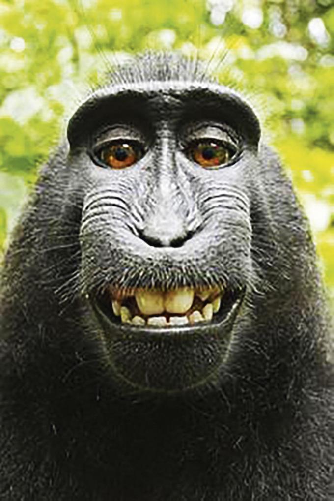 Een aap heeft geen auteursrecht op een selfie.