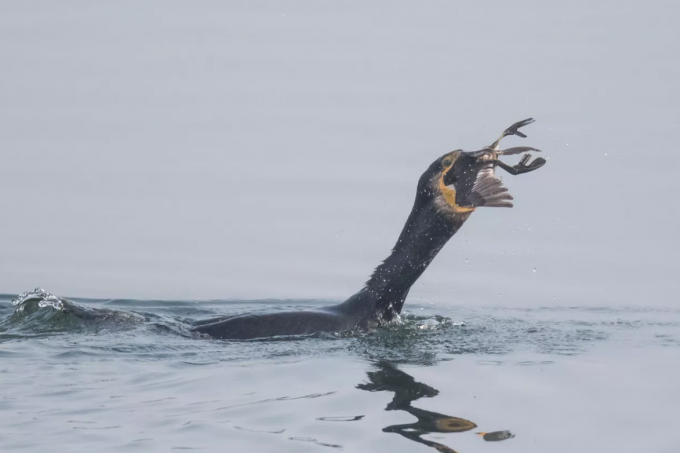 Uitzonderlijk fenomeen, aalscholver eet andere vogels op bij Gavers: “Nog nooit eerder in Europa gezien of gefilmd”