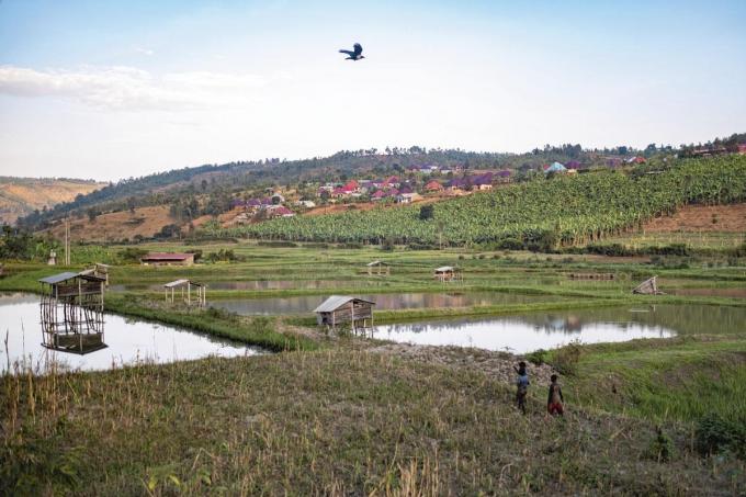 L’agriculture représente un tiers du PIB du Rwanda.