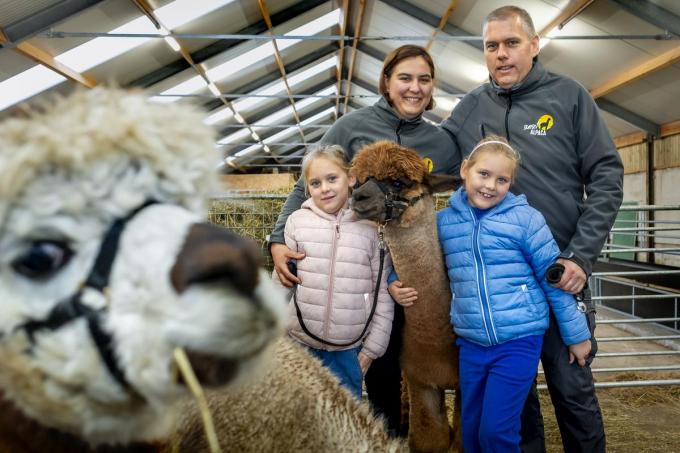 Patrick De Bel uit Ruiselede zet zijn schouders onder eerste Vlaamse alpacashow: “Mijn dieren brengen me tot rust”