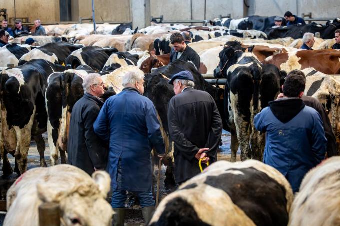 Sluiting dreigt voor laatste veemarkt van Vlaanderen: “Deze plek is cruciaal voor onze sector”