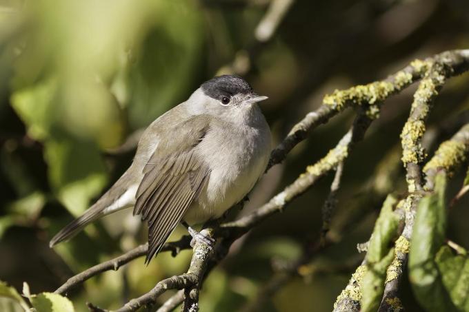 Zwin Natuur Park in Knokke-Heist ringt ruim 8.000 vogels voor wetenschappelijk onderzoek