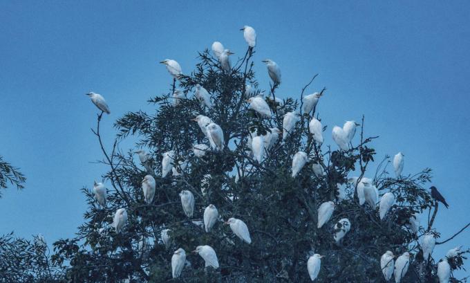 Slaapplaats van koereigers: het natuurherstel in De Blankaart werpt zijn vruchten af.