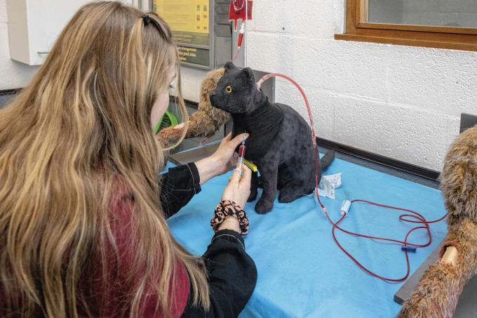 Apprendre, répéter, valider Les étudiants apprennent plusieurs centaines de gestes techniques (prises de sang, castration, sondage naso-gastrique…) repris dans un «cahier d’activités» virtuel. Tous font l’objet d’une fiche technique. Lorsqu’il est prêt, l’étudiant pose le geste devant un assistant qui le valide (ou non). Tous doivent être approuvés en fin de master.