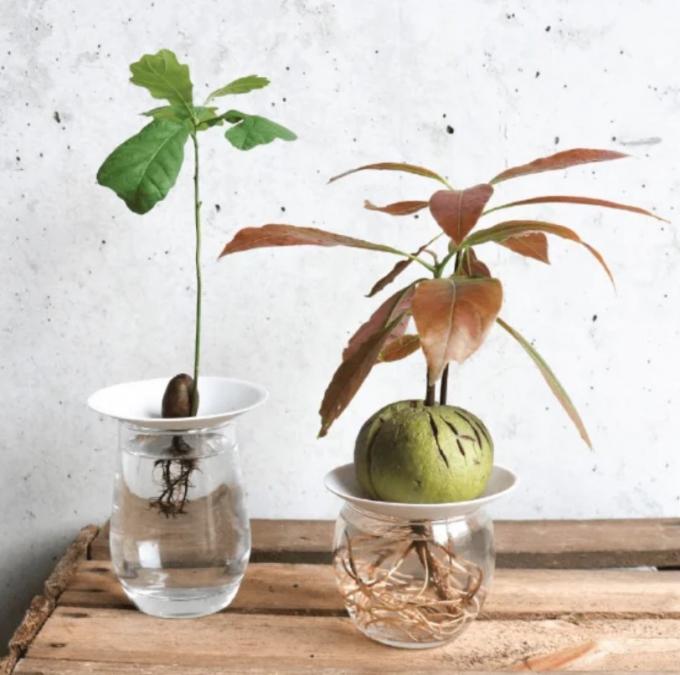 10 plantes vraiment « cool » pour donner en cadeau - Gauthier