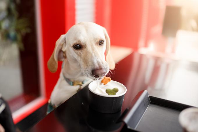 La Corée du Sud interdit la consommation de viande de chien - Getty Images.