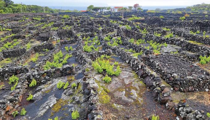 Het mozaïeklandschap op Pico, vandaag erkend als Unesco uitzonderlijk wijnbouwlandschap.