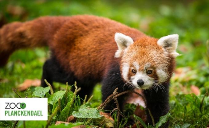 Des tickets pour le zoo de Planckendael