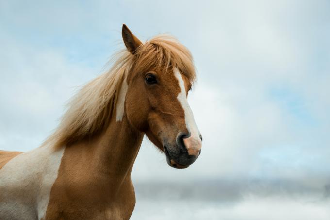 Kreeft (22/06 - 22/07): een pony of een paard