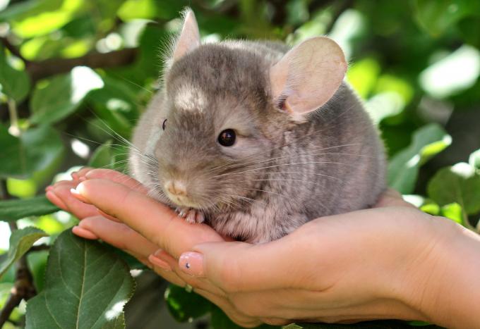 Leeuw (23/07 - 23/08): een chinchilla