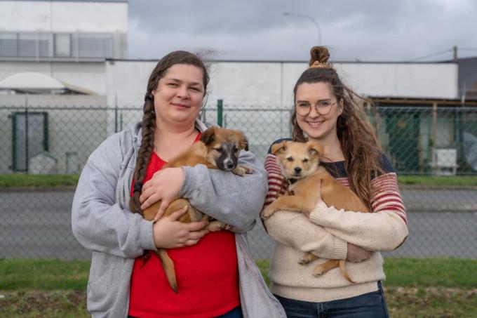 We zien twee van de puppy's van Thelma en Louise in handen van gedragstherapeut Annelies Nollet en asielverantwoordelijke Lies Vandevelde. De pups vonden ondertussen een goede thuis.