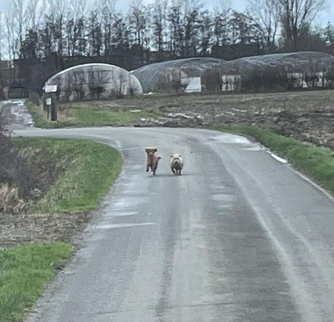 Thelma en Louise waren een hele tijd op de vlucht.