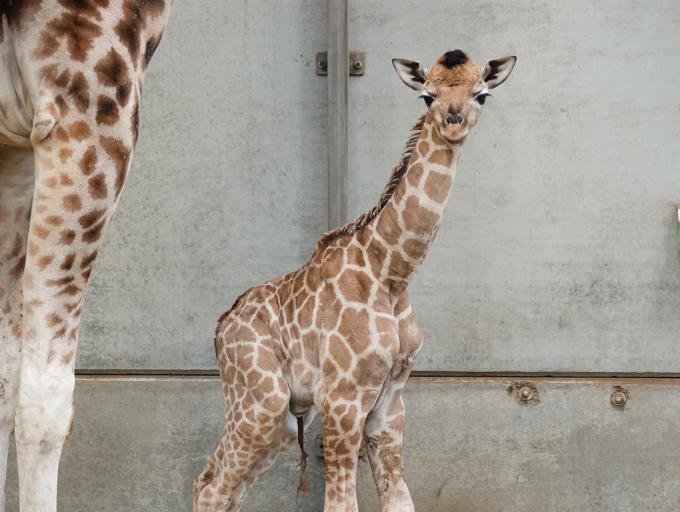 De nieuwe giraf weegt 58,3 kilogram en meet 175 centimeter.