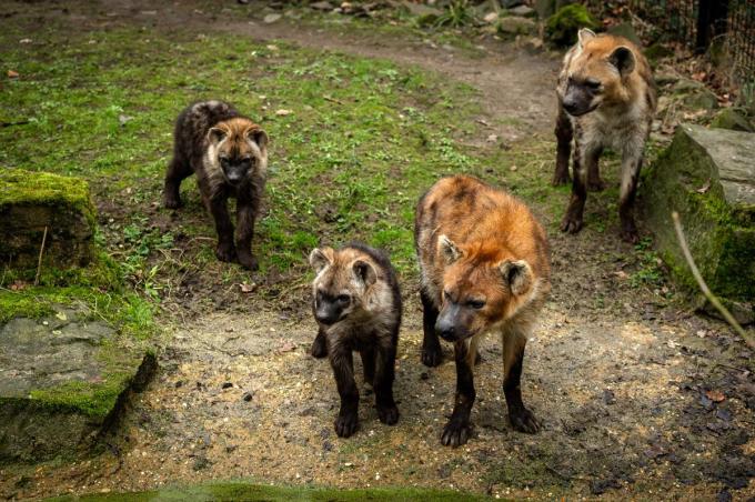 Ontdek de hyena’s in het dierenpark. (foto ZOO Planckendael)