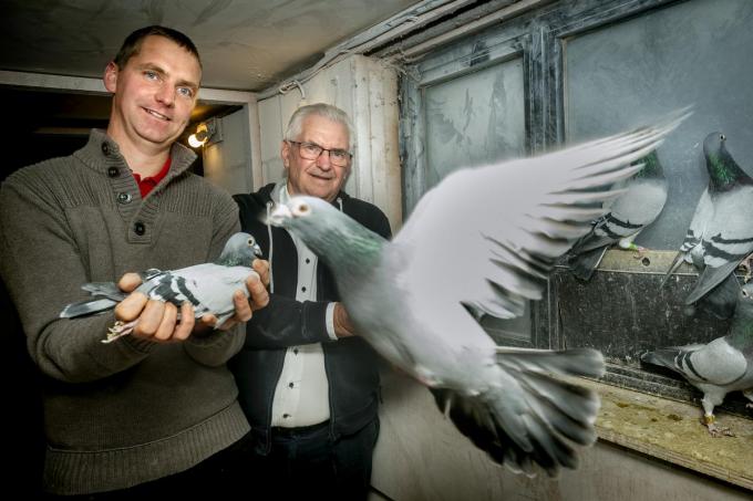 Ook de duiven van Verschoot Pigeon Loft, waar topduif Armando van afkomstig is - hier met Dieter en Joël Verschoot - krijgen voeders voeding van Vanrobaeys.